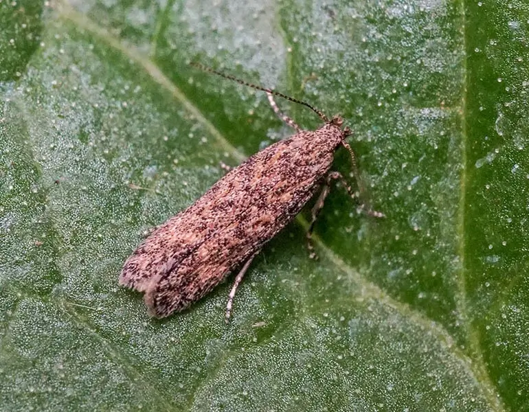 Tuta absoluta